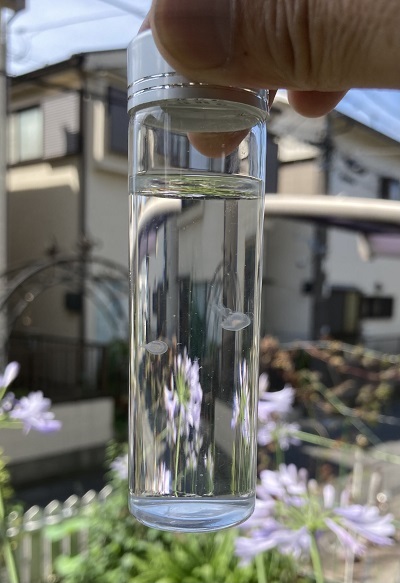 赤ちゃんクラゲ エフィラ のポケット飼育に挑戦しよう 赤ちゃんクラゲ エフィラ のポケット飼育に挑戦しよう